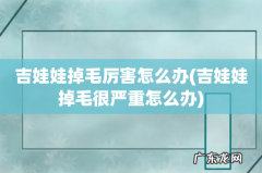 吉娃娃掉毛很严重怎么办 吉娃娃掉毛厉害怎么办