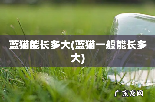 蓝猫一般能长多大 蓝猫能长多大