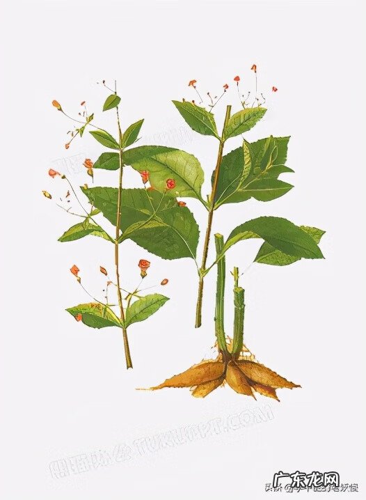 玄参起什么作用 玄参的作用是什么