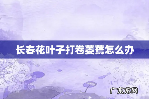 长春花叶子打卷萎蔫怎么办