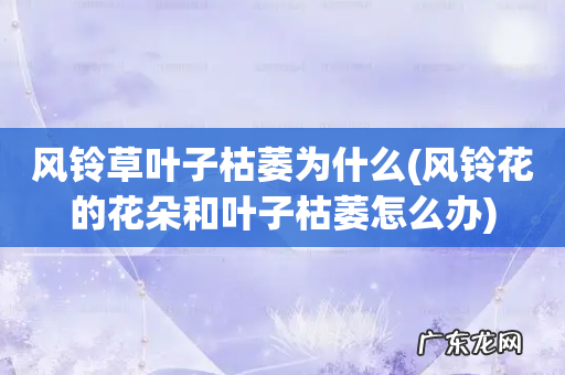 风铃花的花朵和叶子枯萎怎么办 风铃草叶子枯萎为什么