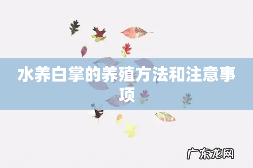 水养白掌的养殖方法和注意事项