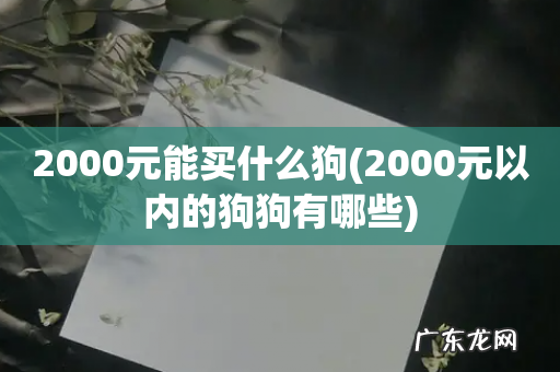 2000元以内的狗狗有哪些 2000元能买什么狗