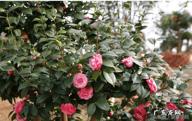 书房放什么植物好风水 书房 绿植 风水