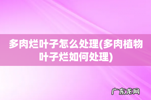多肉植物叶子烂如何处理 多肉烂叶子怎么处理