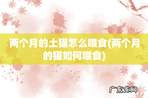 两个月的猫如何喂食 两个月的土猫怎么喂食