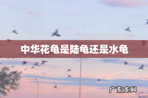 中华花龟是陆龟还是水龟