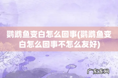 鹦鹉鱼变白怎么回事不怎么友好 鹦鹉鱼变白怎么回事
