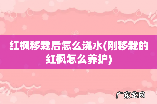 刚移栽的红枫怎么养护 红枫移栽后怎么浇水