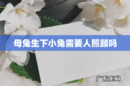 母兔生下小兔需要人照顾吗