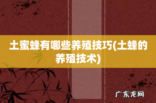 土蜂的养殖技术 土蜜蜂有哪些养殖技巧