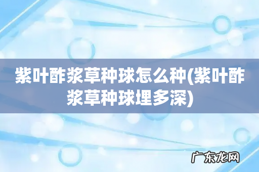 紫叶酢浆草种球埋多深 紫叶酢浆草种球怎么种