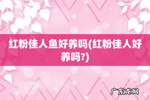 红粉佳人好养吗? 红粉佳人鱼好养吗