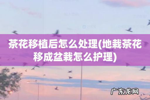 地栽茶花移成盆栽怎么护理 茶花移植后怎么处理