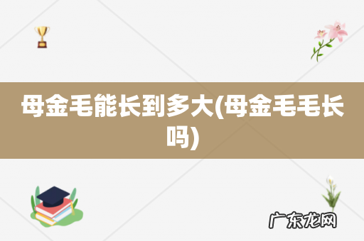 母金毛毛长吗 母金毛能长到多大