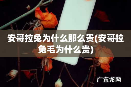 安哥拉兔毛为什么贵 安哥拉兔为什么那么贵