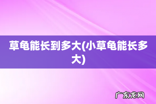 小草龟能长多大 草龟能长到多大