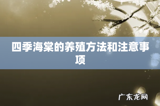 四季海棠的养殖方法和注意事项