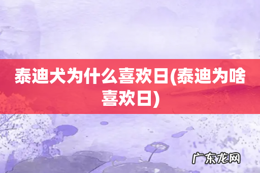 泰迪为啥喜欢日 泰迪犬为什么喜欢日