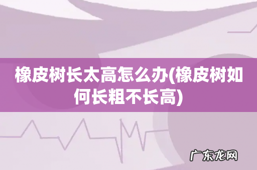 橡皮树如何长粗不长高 橡皮树长太高怎么办