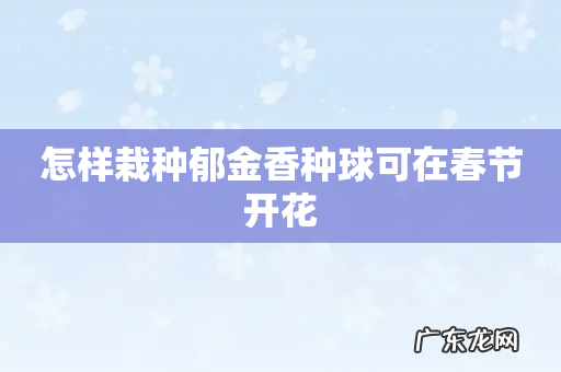 怎样栽种郁金香种球可在春节开花