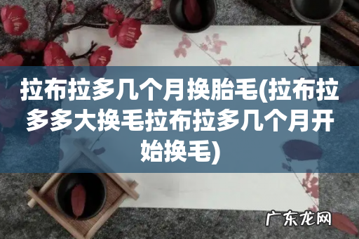 拉布拉多多大换毛拉布拉多几个月开始换毛 拉布拉多几个月换胎毛