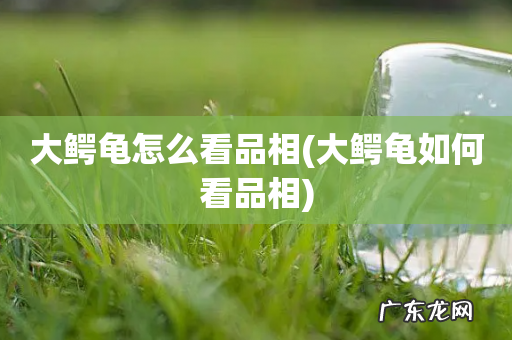 大鳄龟如何看品相 大鳄龟怎么看品相