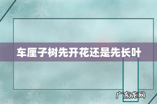 车厘子树先开花还是先长叶
