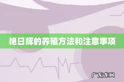 艳日辉的养殖方法和注意事项