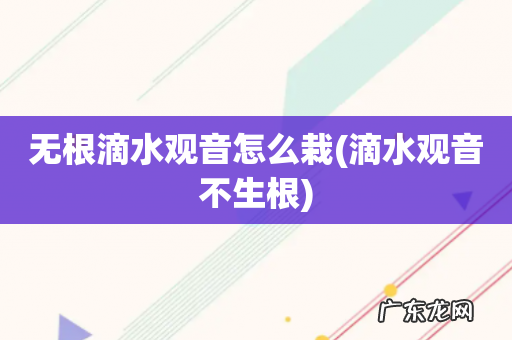 滴水观音不生根 无根滴水观音怎么栽