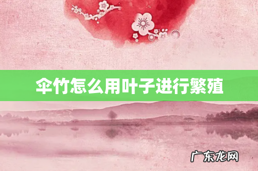 伞竹怎么用叶子进行繁殖