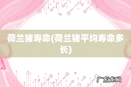 荷兰猪平均寿命多长 荷兰猪寿命