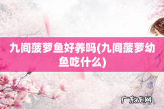 九间菠萝幼鱼吃什么 九间菠萝鱼好养吗