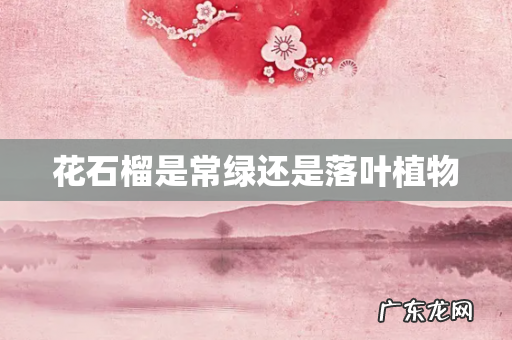 花石榴是常绿还是落叶植物