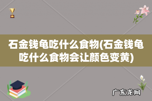 石金钱龟吃什么食物会让颜色变黄 石金钱龟吃什么食物