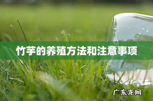 竹芋的养殖方法和注意事项