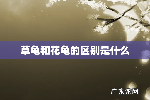 草龟和花龟的区别是什么