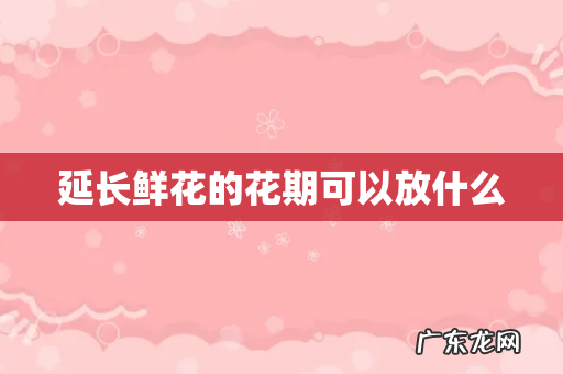 延长鲜花的花期可以放什么