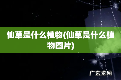 仙草是什么植物图片 仙草是什么植物