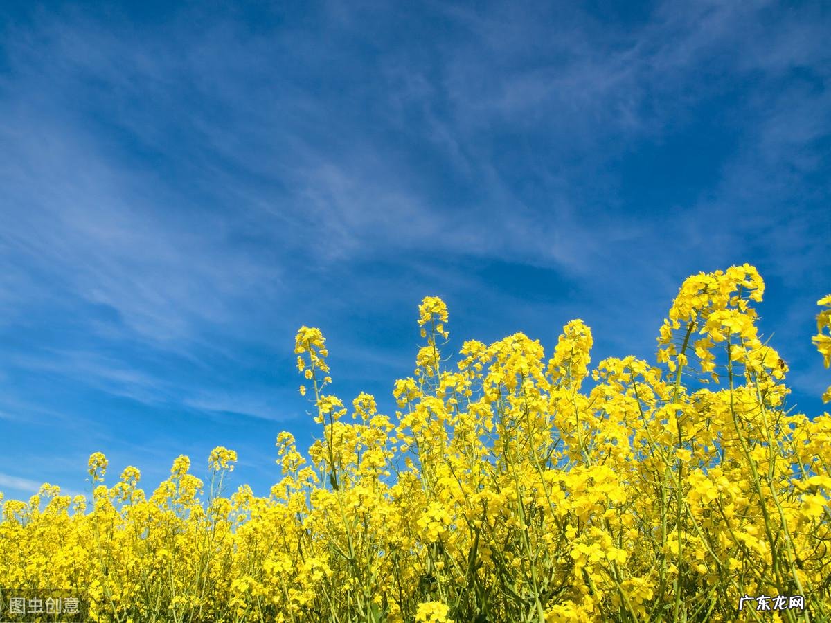 英语四级作文题型模板 英语四级作文模板