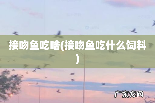 接吻鱼吃什么饲料 接吻鱼吃啥