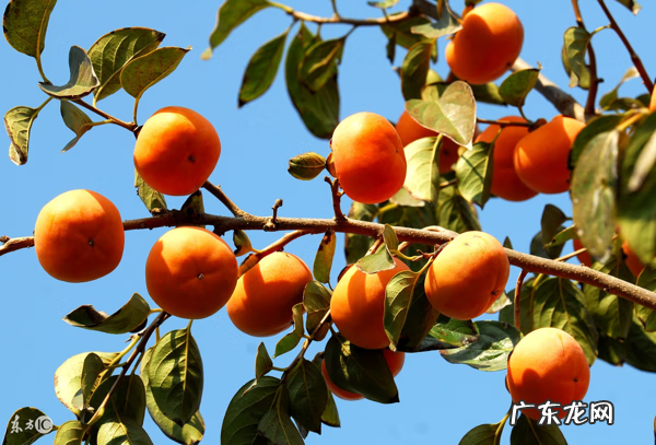 柿饼不能和什么一起吃 柿子不能和什么一起吃/同吃