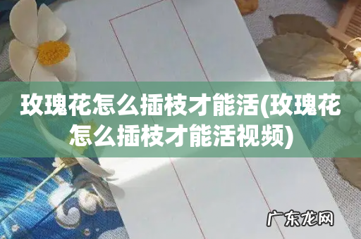 玫瑰花怎么插枝才能活视频 玫瑰花怎么插枝才能活