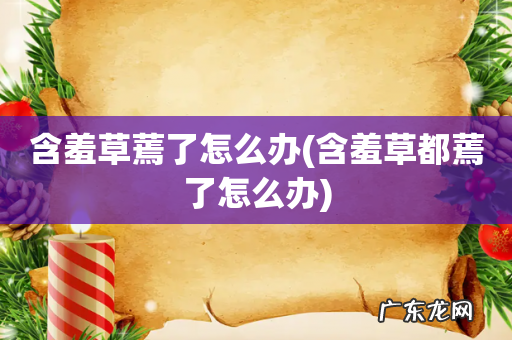 含羞草都蔫了怎么办 含羞草蔫了怎么办