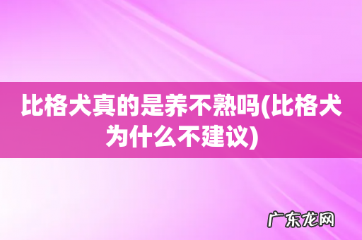 比格犬为什么不建议 比格犬真的是养不熟吗