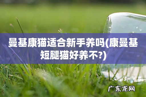 康曼基短腿猫好养不? 曼基康猫适合新手养吗