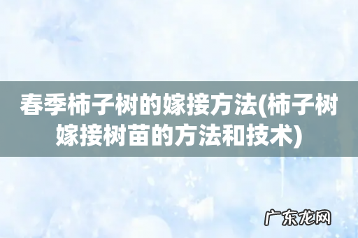 柿子树嫁接树苗的方法和技术 春季柿子树的嫁接方法