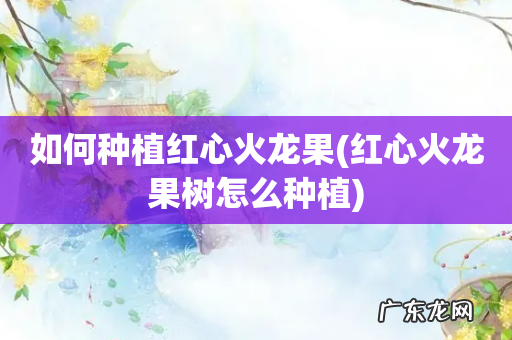 红心火龙果树怎么种植 如何种植红心火龙果