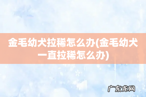 金毛幼犬一直拉稀怎么办 金毛幼犬拉稀怎么办