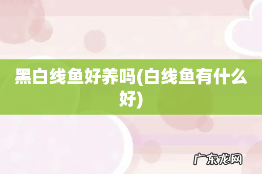 白线鱼有什么好 黑白线鱼好养吗